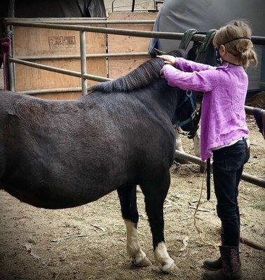 Grooming poppy