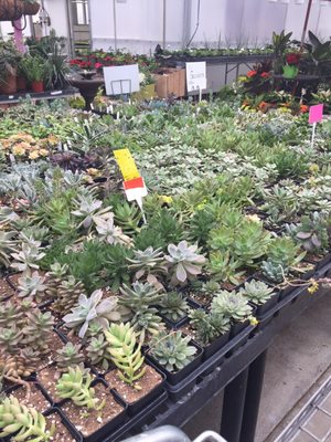 4" pots are $3.99