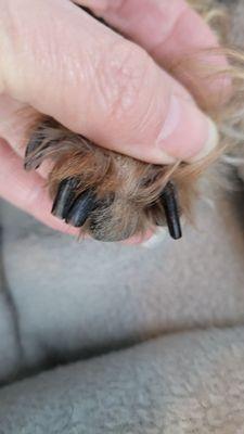 Nails not trimmed...