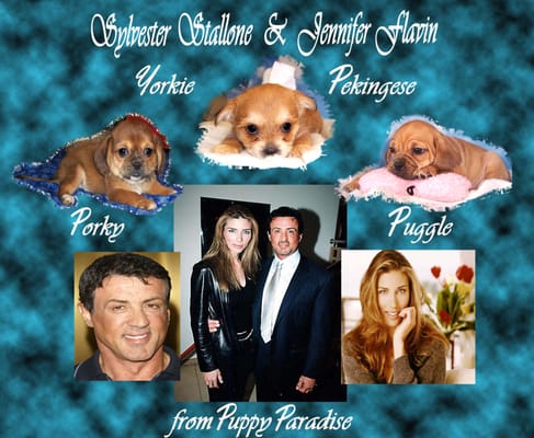 Sylvester Stallone  gets puppy from paradise 
his wife  really made the desicion 
we know whose the tough guy in this famly