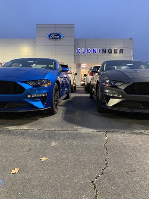 Ford Mustangs