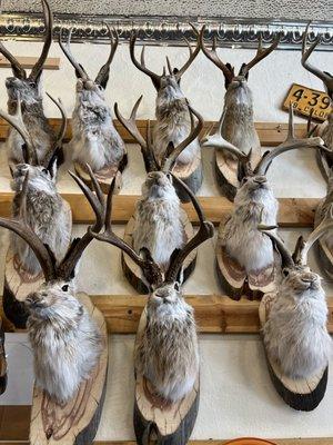 Herd of Jackalopes.