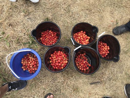 Buckets of Rainier cherries