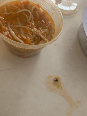 DEAD fly floating around in my soup!