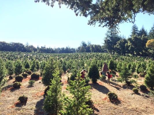 This place is by far the best choose and cut Christmas tree farm on the west coast!