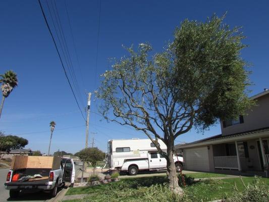 Half way finnished pruning an olive tree.