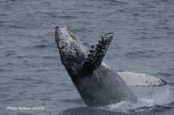 Channel Islands National Marine Sanctuary