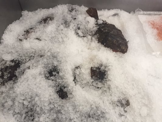 Flounder $7.99 lb