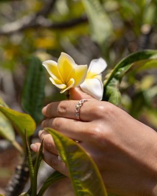 Plumeria Collection