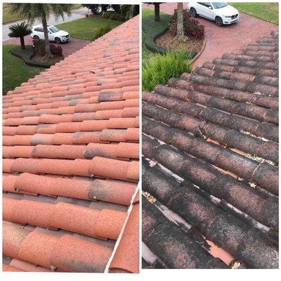 Before and After Results / Tile Roof Cleaning