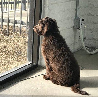 What could be better than a dog friendly office?