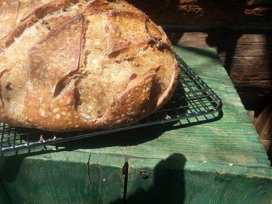 Onion Dill Rustic Sourdough loaf