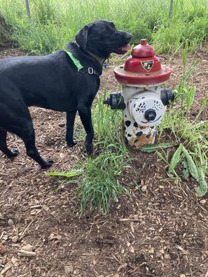 6/2022: doggy amenities include fancy hydrant, fresh water pump, clearing and trails.