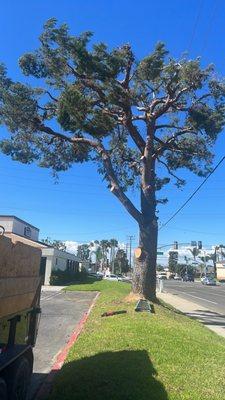 Tree Service