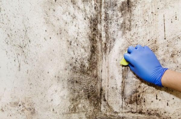 Mold Remediation Tacoma WA