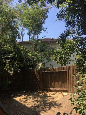 Former tree that had been uplifting a fence section and leaning hard over a two-story house