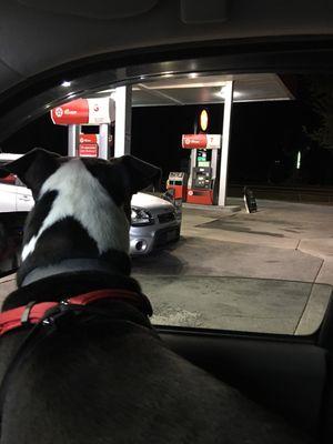 Moo scoping out the gas prices! Or the pretty woman out of frame...