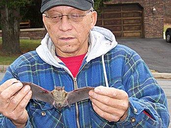 ACE Bat and Wildlife Control