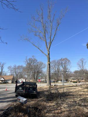 75ft tall pin oak tree