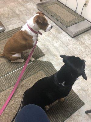 Marshall and SweetTea waiting for their check up with Dr. Blake Wiese.