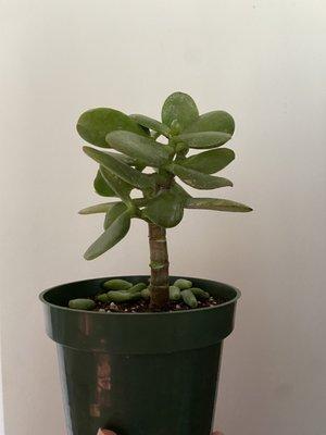 Baby Jade plant.  It was take from a jade TREE that was next to it.  NOTE: Leaves on the soil are from a different succulent.