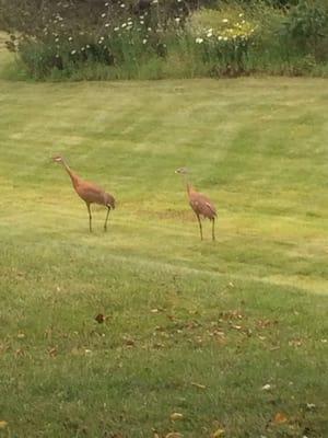 A couple of cranes hanging behind the building.