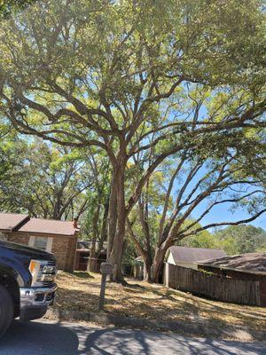 Tree trimming