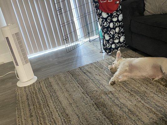 Dog laying down next to fan because it's so hot in here