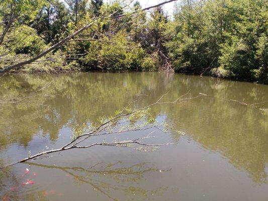 Pond with goldfish and turtles.