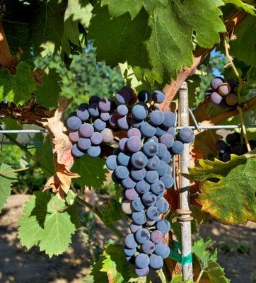 Sagrantino grapes nearing harvest