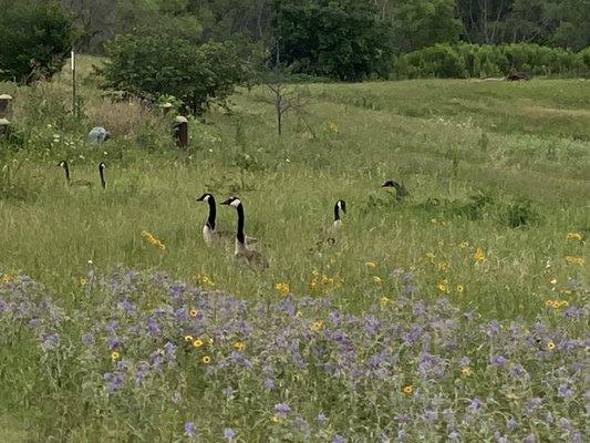 Wild Flowers  of Viridian