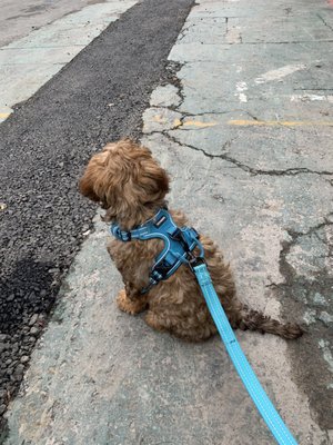 Puppy sitting on pavement