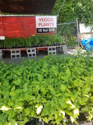 Veggie plants