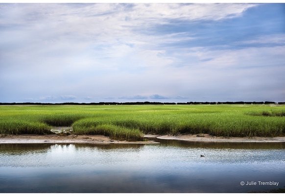 Green Marsh by Julie Tremblay