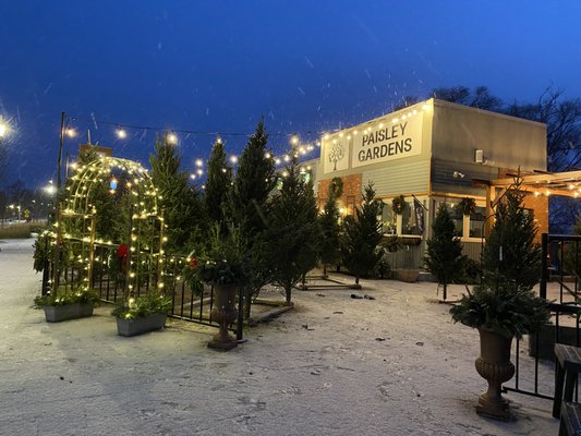 Fresh Cut, WI Grown, Pesticide Christmas Trees
 December 2023