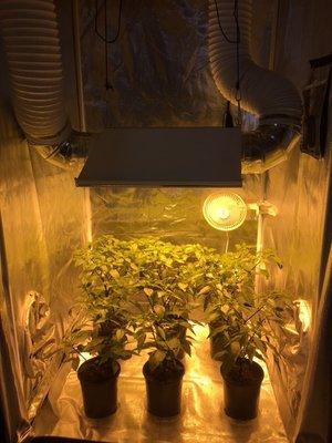 The Grow Room