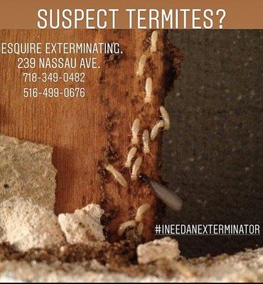 Termite Season is coming!