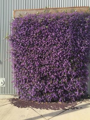 Didn't expect a beautiful wall of flowers at a pharmacy!