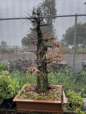 A Montezuma Cypress...WOW!