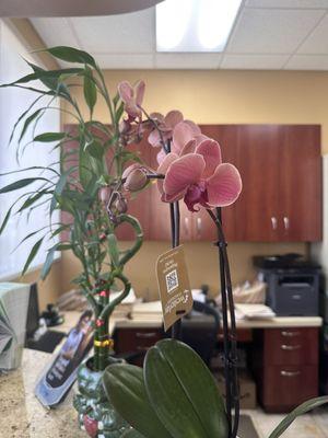 My beautiful dentist deserved this blooming orchids!