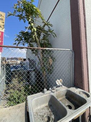 Sink station and papaya tree in the background