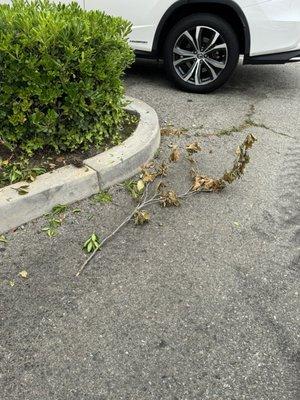 garbage remains after work for several days. The branches have already dried up.