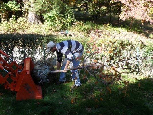 Planting Eban's birthday tree.