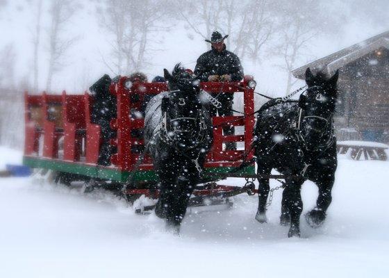 Bearcat Stables