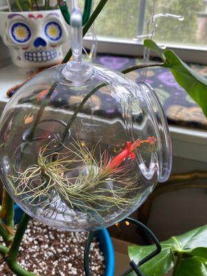 Air plant that bloomed after I bought it!