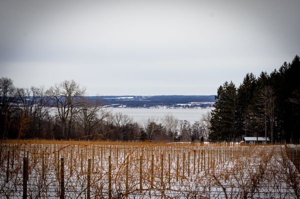 Snowshoeing in the vineyards.