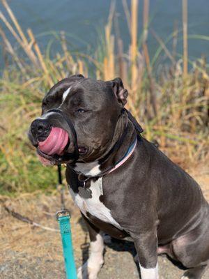 Los Gatos Creek County Park & Mack Truck aka Macaroni.