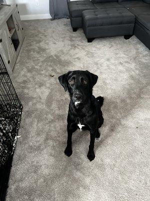 Labrador/border collie mix