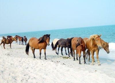 You can even see the Wild Ponies on Assateague Beach!!