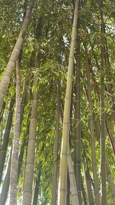 Bamboo forest